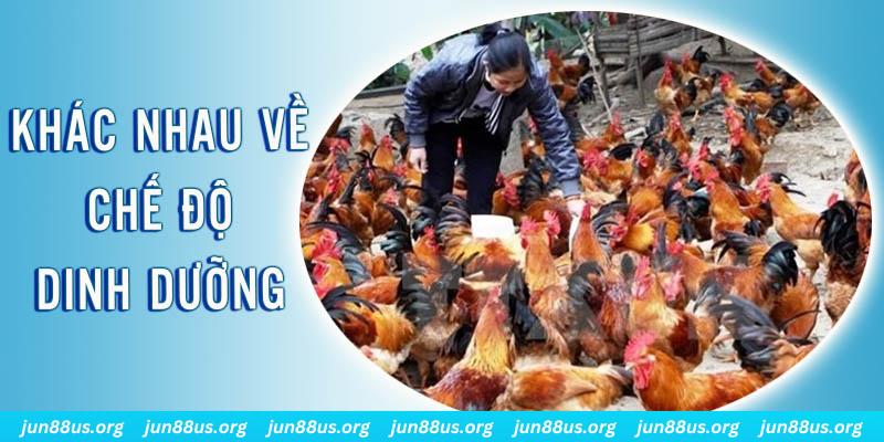 link w88 Đại Chiến Đỏ Đen