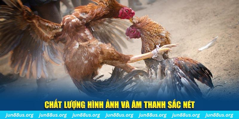 link w88 gà chọi tiêu phong